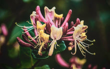 Load image into Gallery viewer, Honeysuckle Head to Toe Butter
