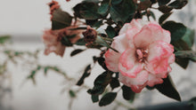 Load image into Gallery viewer, Bulgarian Rose Head to Toe Butter
